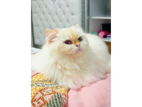 Golden point british longhair