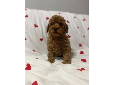 Toy poodle red brown yavrularımız