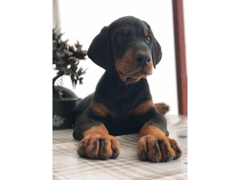 Doberman yavru köpekler