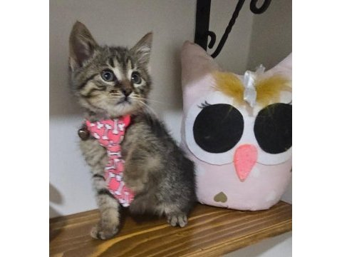 Kısa bacaklı topçik kafalı tiny tekir oğlum