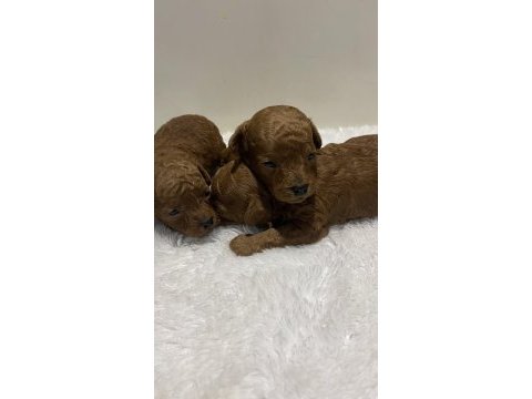 Red brown renk kore kan poodle bebekler
