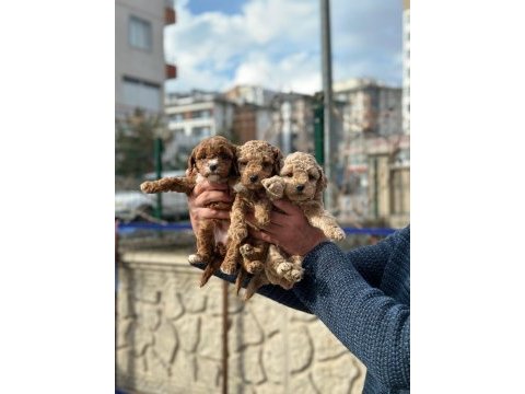 Poodle bebekler