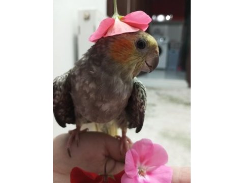 Satılık sultan papağanı