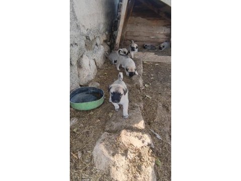 Kangal sivastan alınır kalite ayı boğanlar
