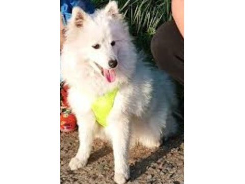 6 aylık erkek japon spitz