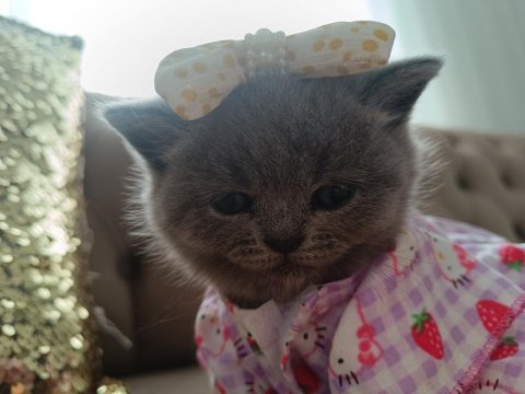 50 günlük sevimli british shorthair kız bebeğimiz