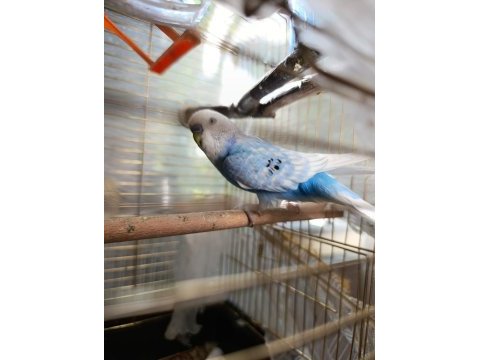 Muhabbet kuşu çifti sahiplendirme