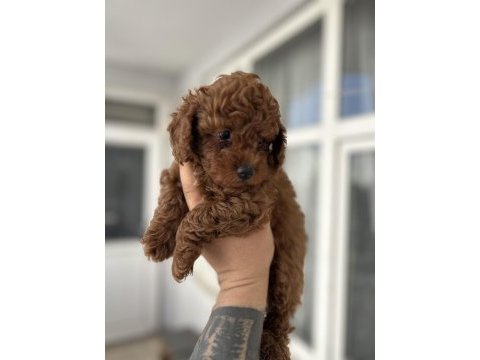 Toy poodle kore kan