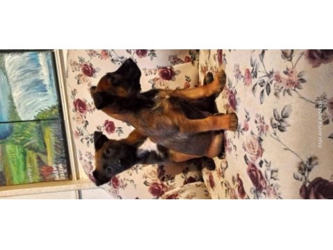 Bursadan a kalite malinois yavrular