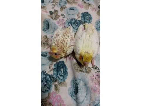 Sahibinden ev üretimi sultan papağanı bebekler