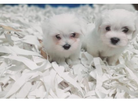 0 numara bembeyaz maltese terrier yavrularımız