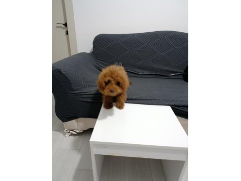 4.5 aylık dişi teacup poodle