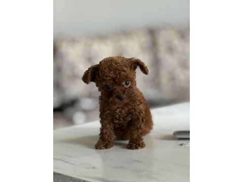 Korea kan toy poodle köpekler