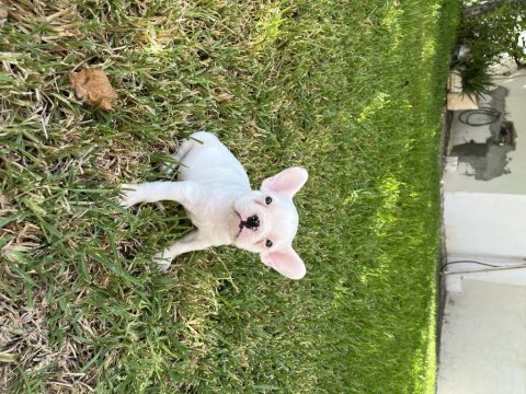 Diablo köpeğimiz yeni yuvasını arıyor