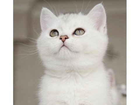 Show kalitede british shorthair bebekler
