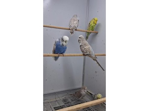 Show jumbo muhabbet kuşları