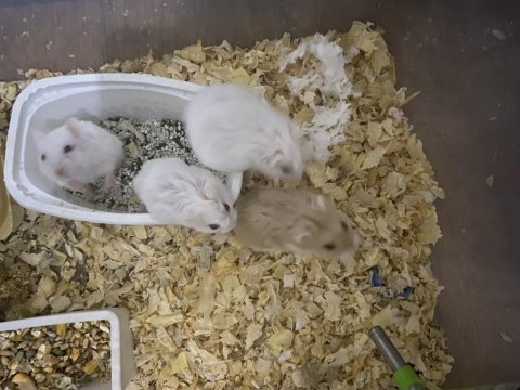 Ücretsiz hamster