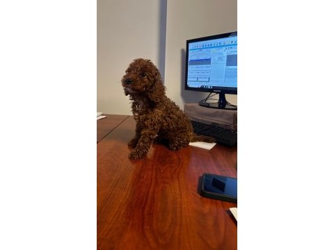 Oyuncu toy poodle