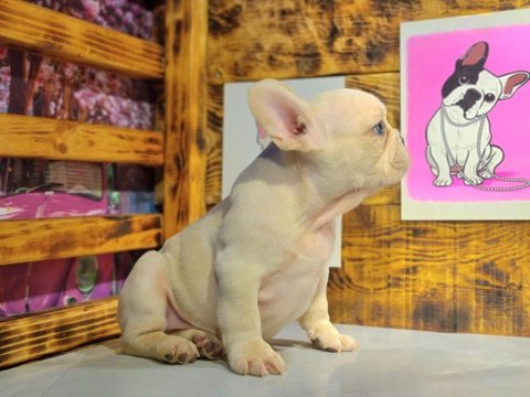 Egzotik renk french bulldog bebeklerimiz