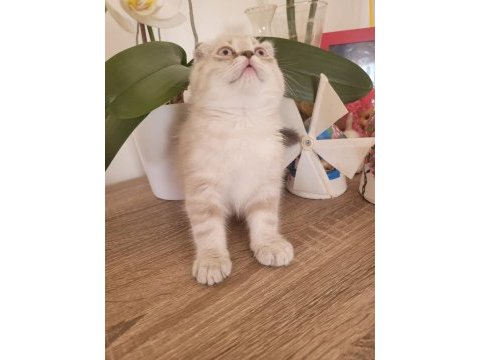 Scottish fold erkek bebek