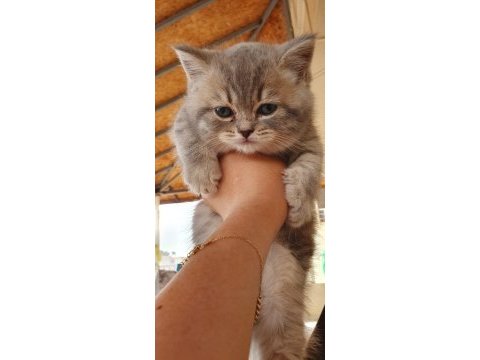 Ev ortamında büyüyen british longhair