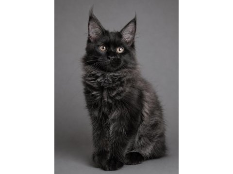 Xxxl maine coon erkek üst kaliteli uygun
