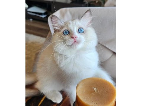 Şecereli anne ve babadan bicolor ragdoll yavrularımız