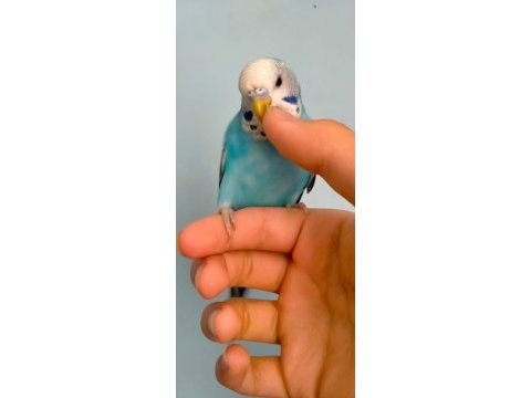 2 aylık sevimli muhabbet kuşu yavruları