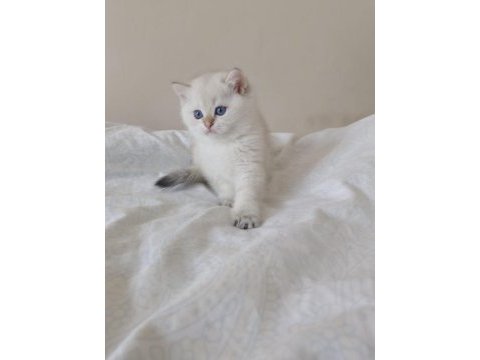 Safkan cana yakın sosyal british shorthair bebekler