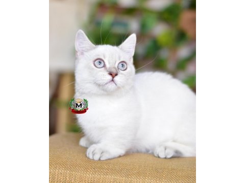 Munchkın cüce kedi