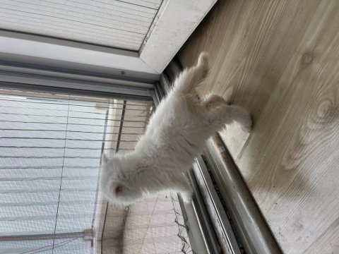 2 aylık scottish fold yavru
