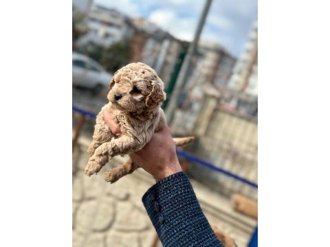 Poodle bebekler