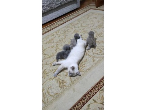 Scottish fold yavrular sahiplendirilecek