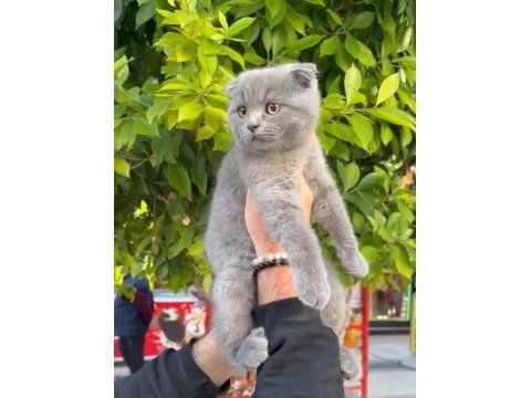 Full aşılı erkek scottish fold