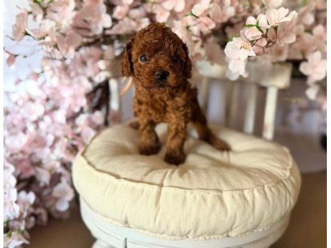 Ruhsatlı köpek çiftliğinden toy poodle yavrularımız