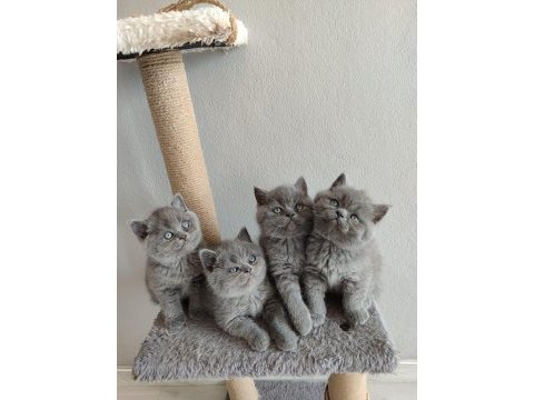 Ayıcık peluş british shorthair yavrular