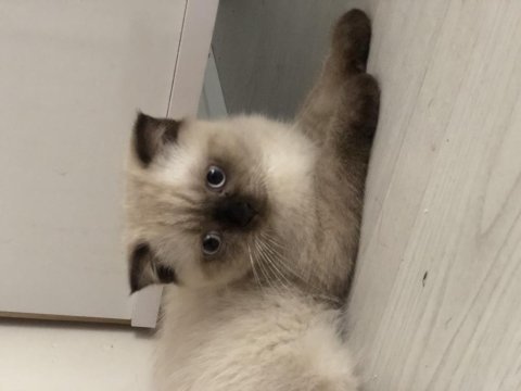 3 aylık scottish fold yeni yuvasını arıyor