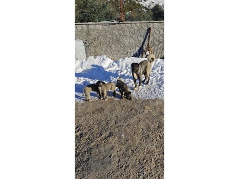 Safkan kangal köpeğimiz