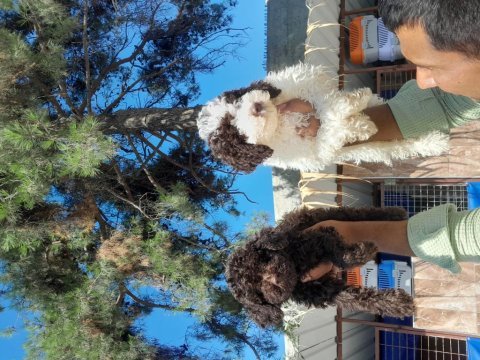 Lagotto yavrularımız biri birinden güzal maşallah