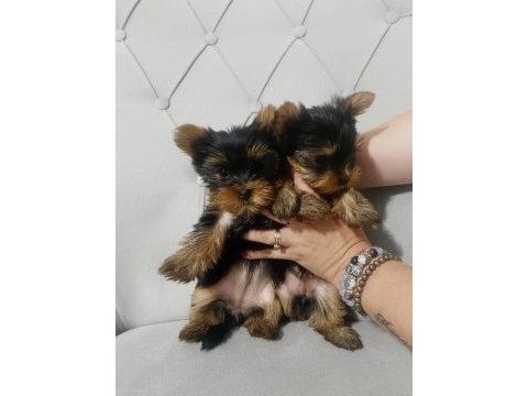 Teacup yorki bebekler dişi erkek mevcut kapıda ödeme