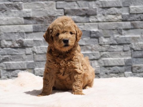 F1b goldendoodle yavrular