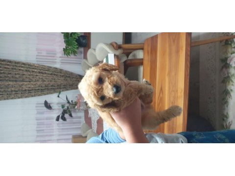 Maltipoo köpeği