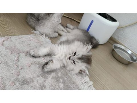 British longhair silver renk