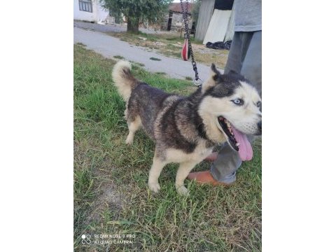 Husky köpeğimize yeni yuva arıyoruz