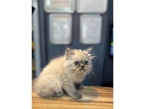 Harika british longhair yavrular