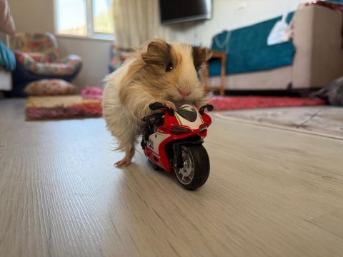Hızlı ve kemirgen çılgın ginepigler burada