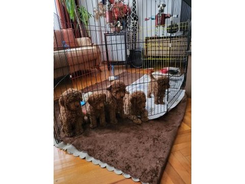 Kore yavrusu a kalite orjinal toy poodle yavrular