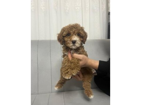 Toy poodle erkek yavrumuz yeni ailesini aramakta