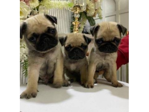 Elit patiler farkıyla pug yavrular