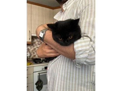 5 aylık british shorthair kömür